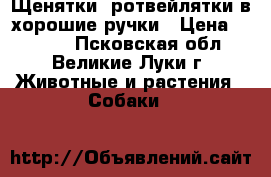Щенятки- ротвейлятки в хорошие ручки › Цена ­ 7 000 - Псковская обл., Великие Луки г. Животные и растения » Собаки   